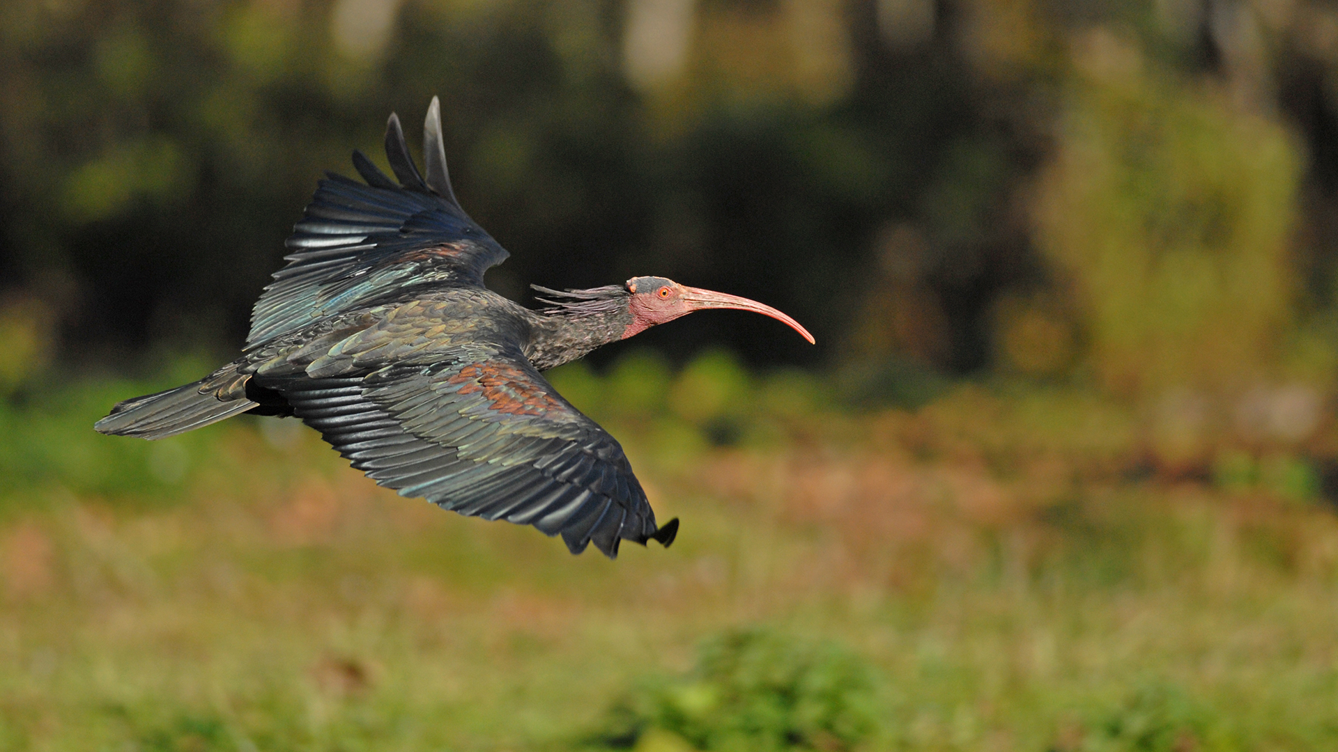 Die Heimkehr eines kuriosen Vogels
