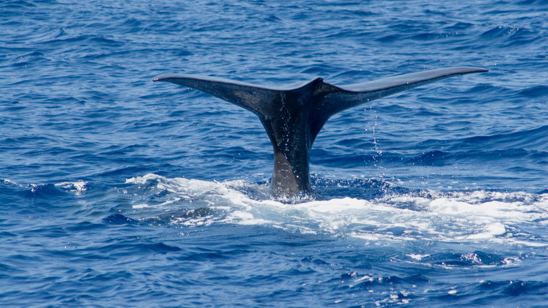 Giganten im Mittelmeer