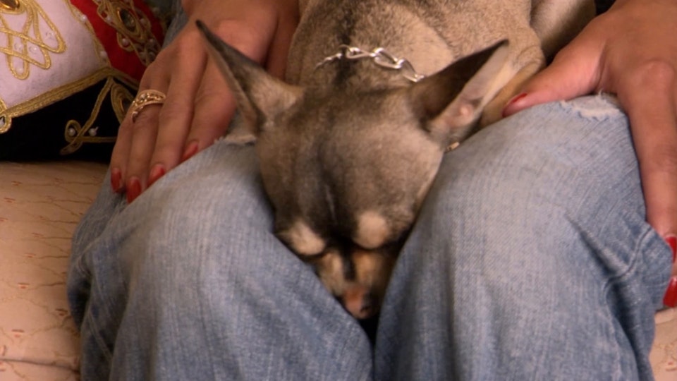 El encantador de perros