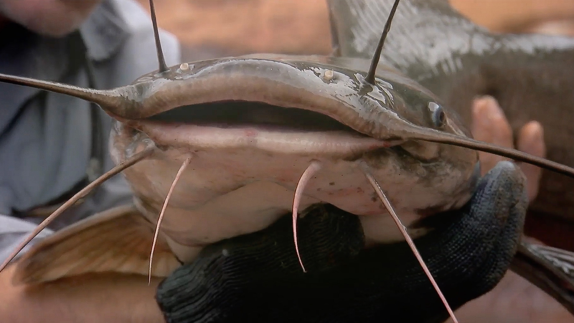 Der sambische Wunduwels