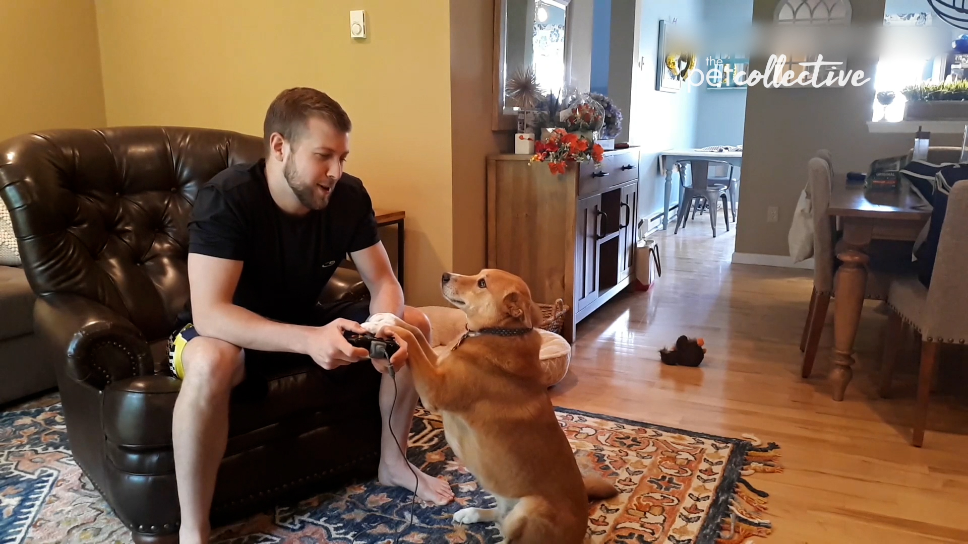 Best Pets of the Month