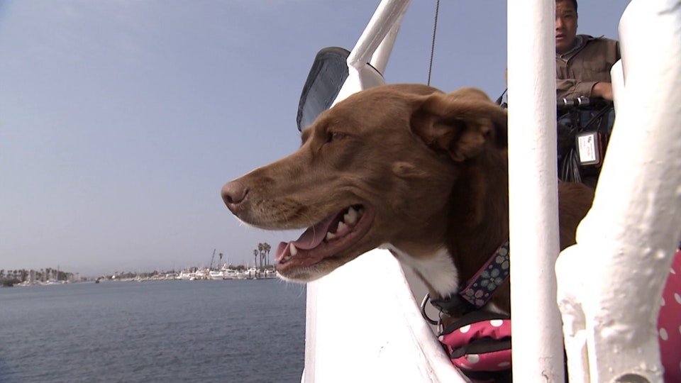 El encantador de perros