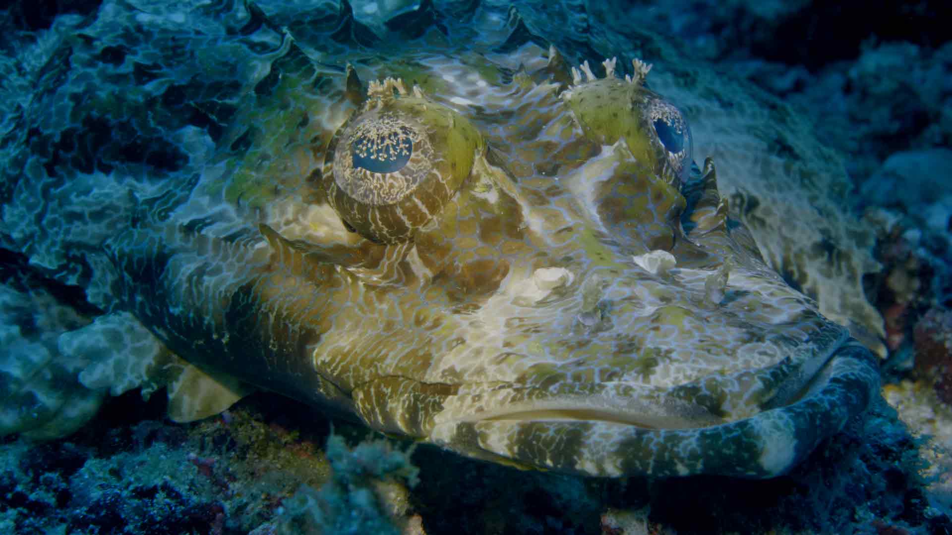 Into the Blue: The Wonders of the Coral Triangle