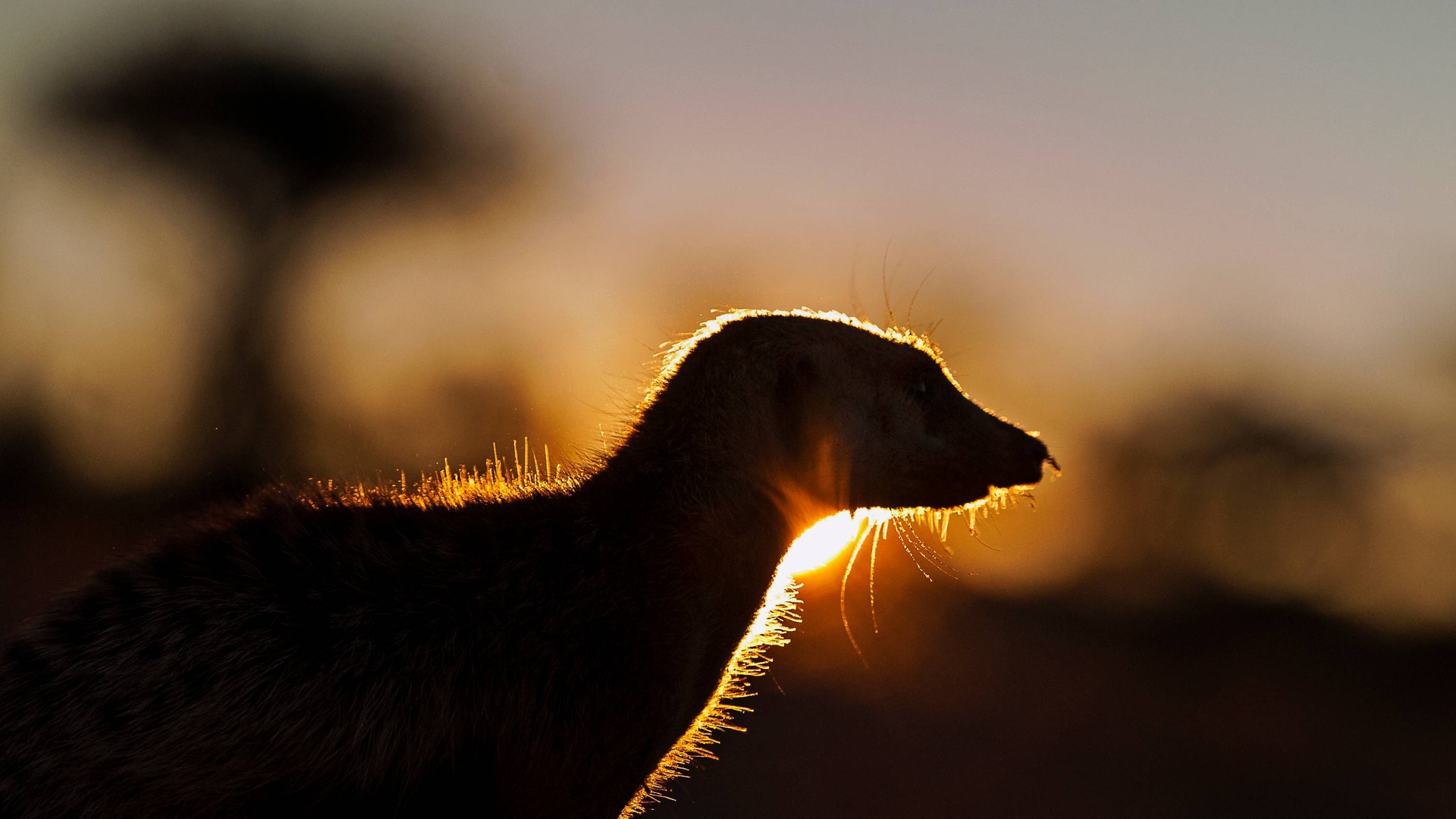 Kalahari Meerkats