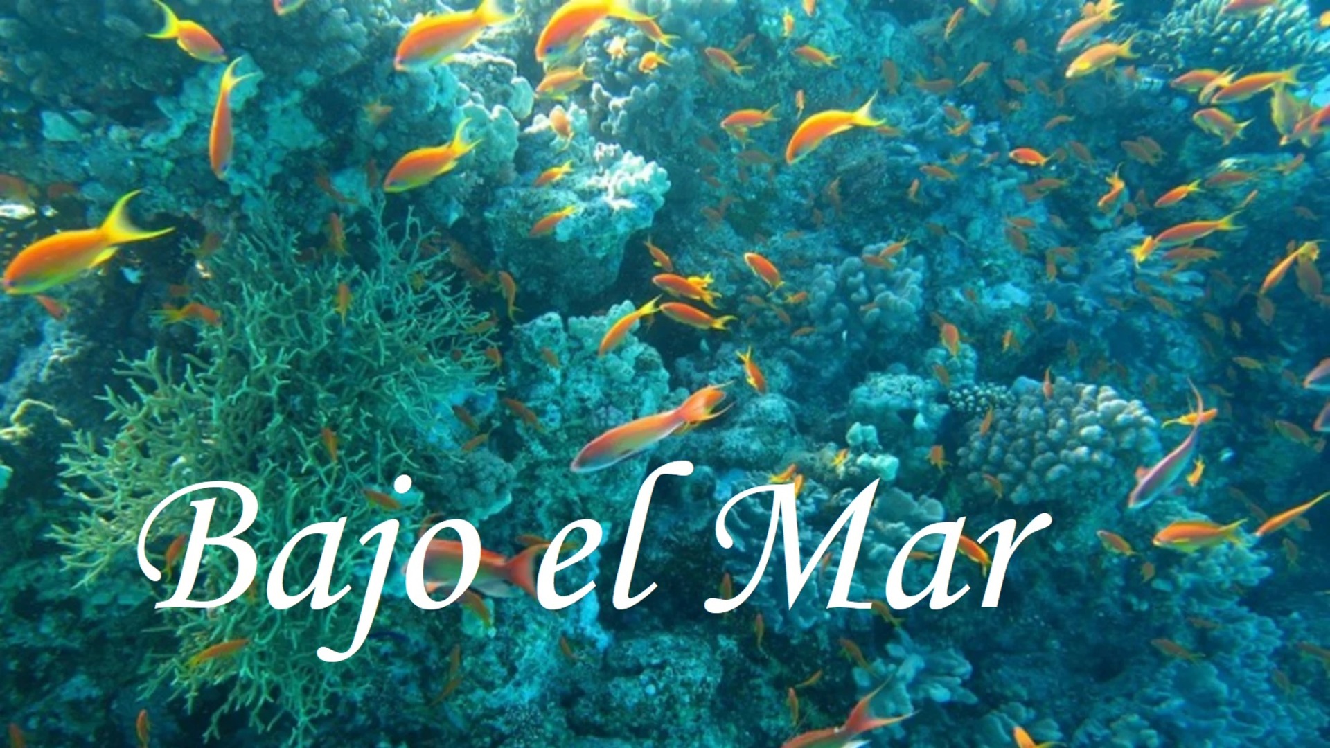 Bajo el Mar