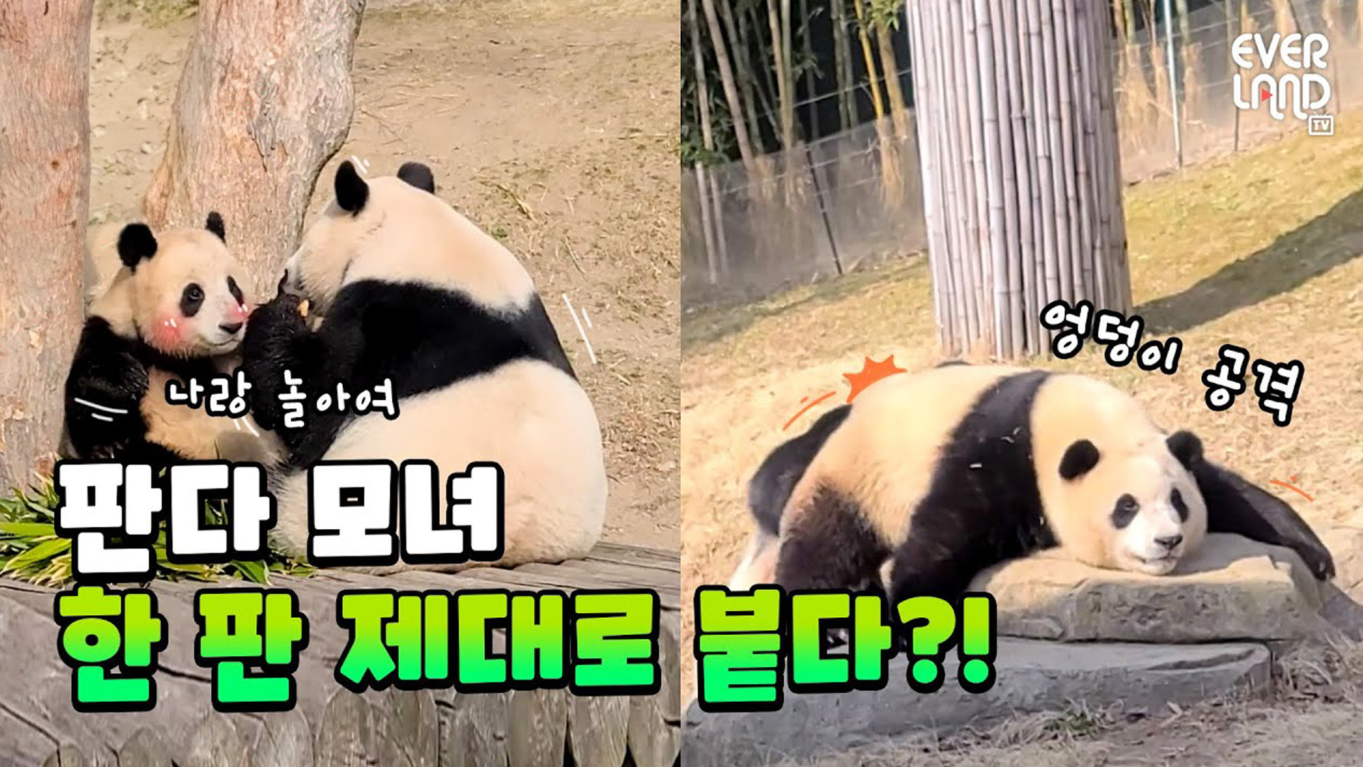 판다 모녀 봄맞이 외출의 충격적(?) 결말! 30회