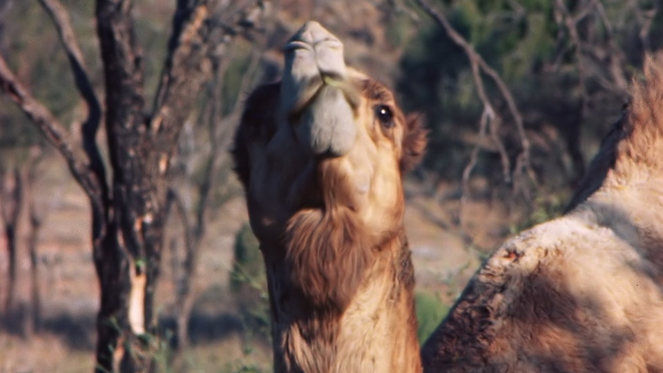 Tiere vor der Kamera