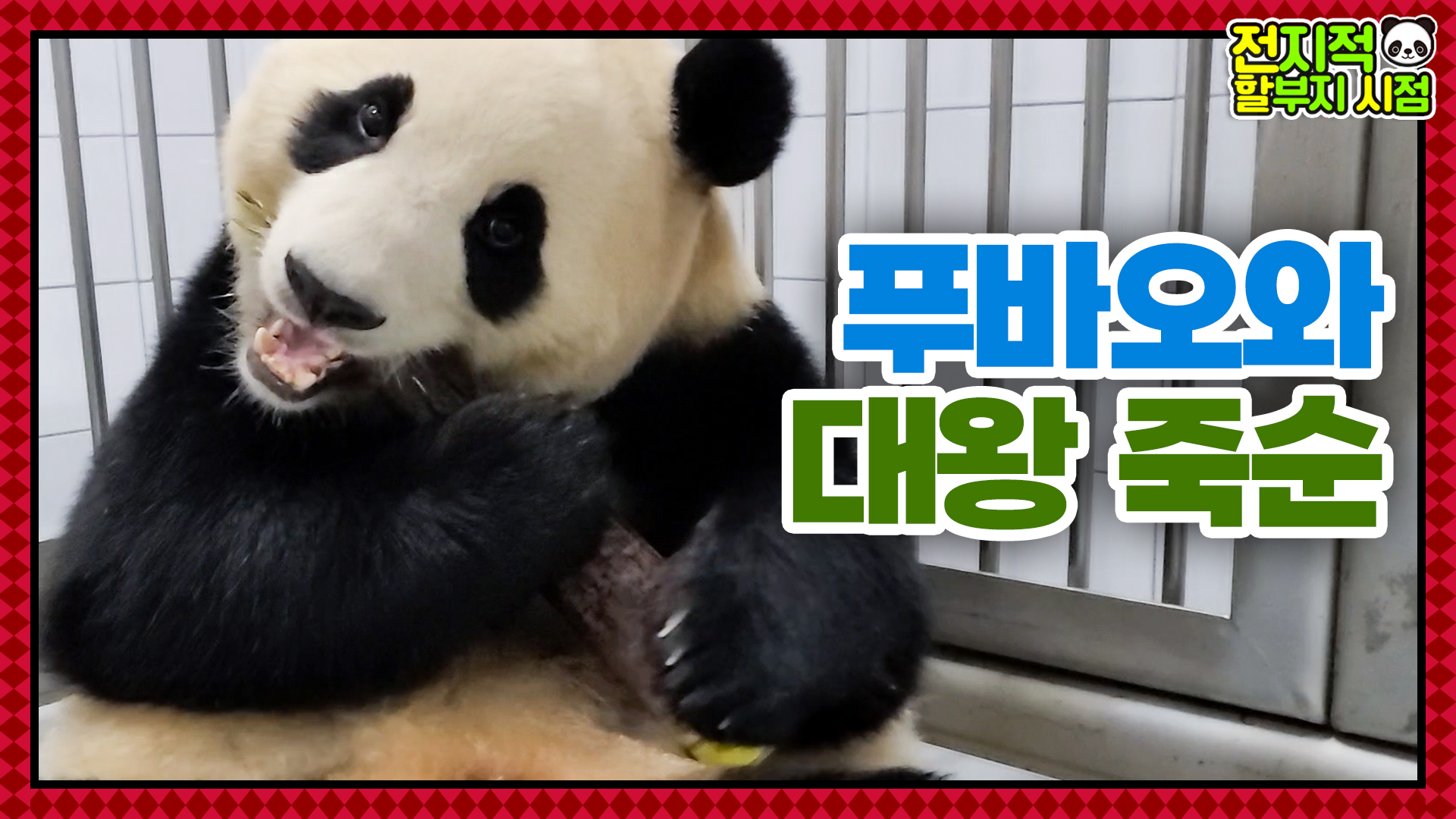 “푸바옹 팔뚝만한 죽순?!” 대왕 죽순에 눈 돌아간 바오 가족ㅋㅋㅋ 32회