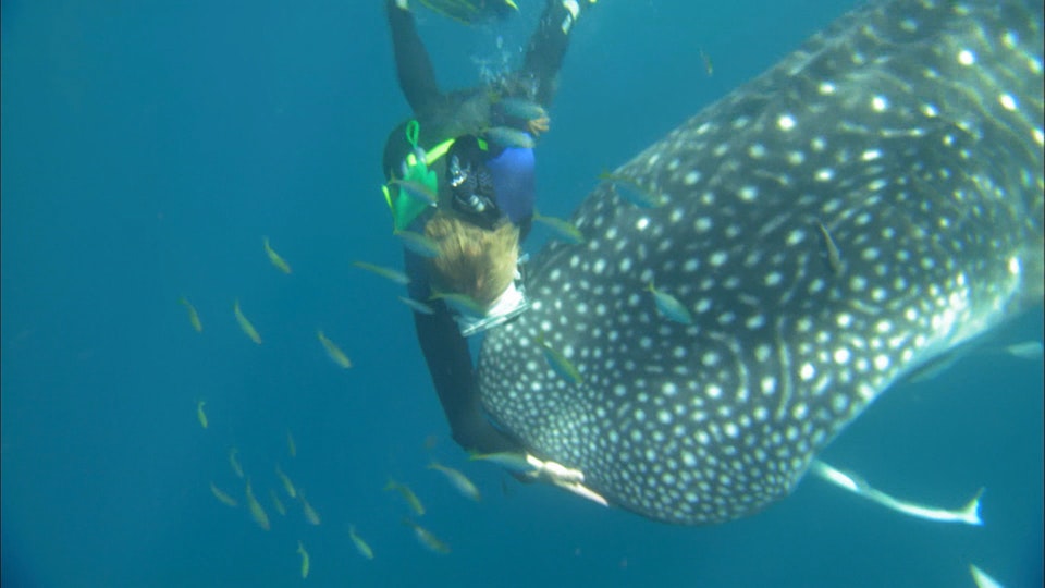 Australias Wild Places: The Coast of the Whalesharks