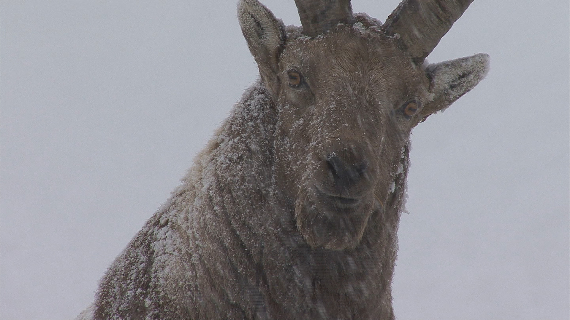 Survival of the Fittest in the Alps