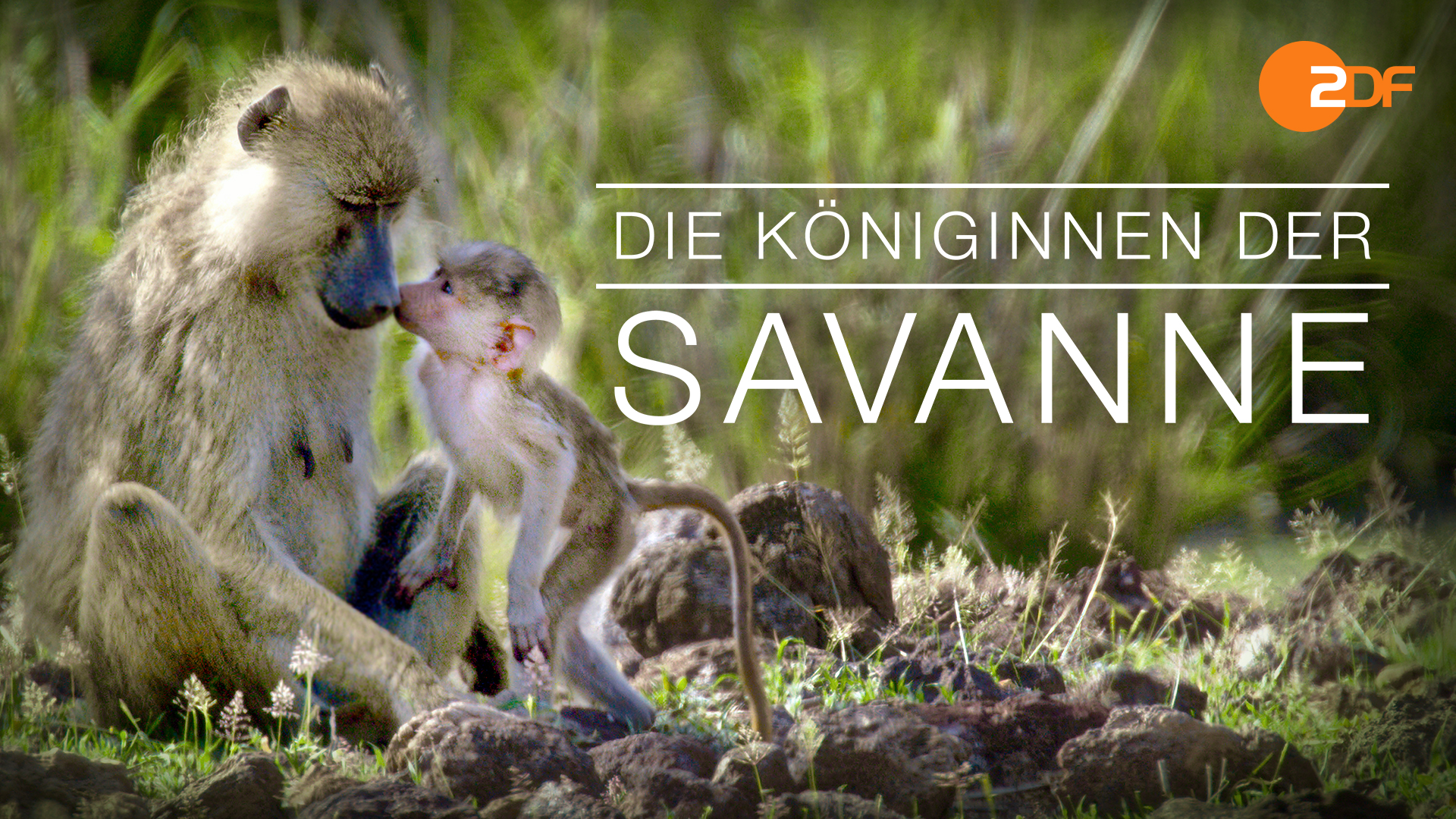 Die Königinnen der Savanne