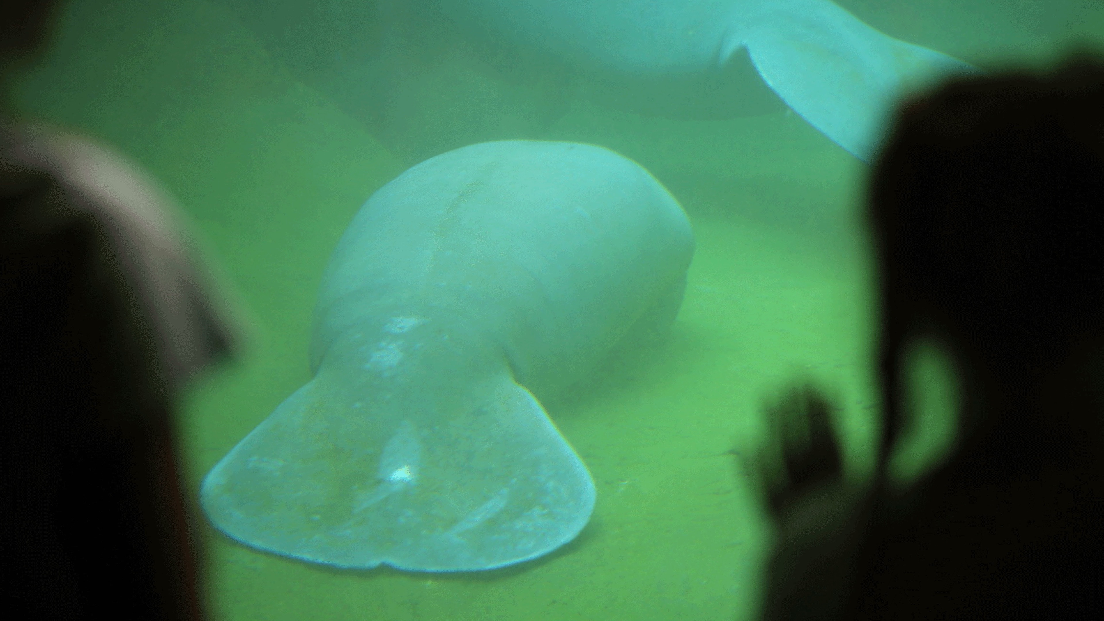 Secrets of the Zoo: Tampa