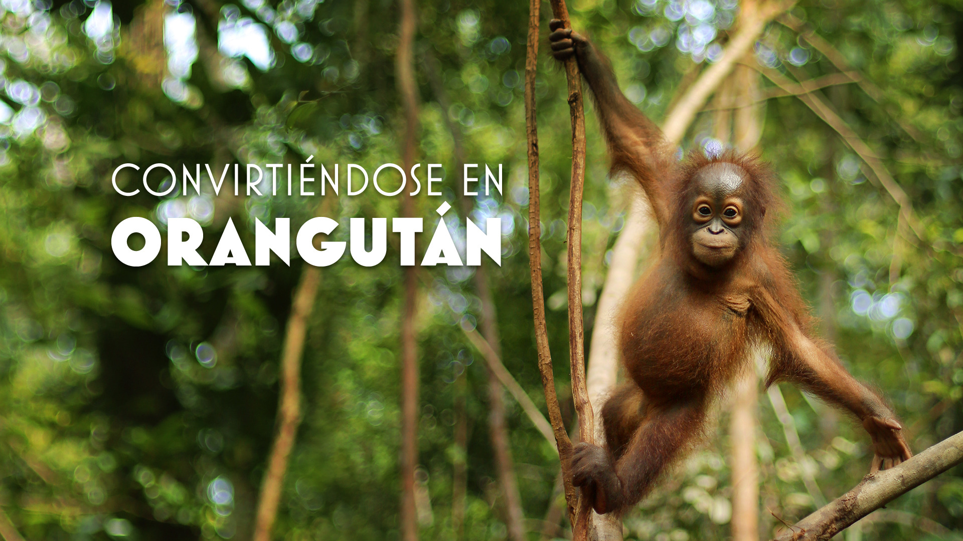 Convirtiéndose en orangután