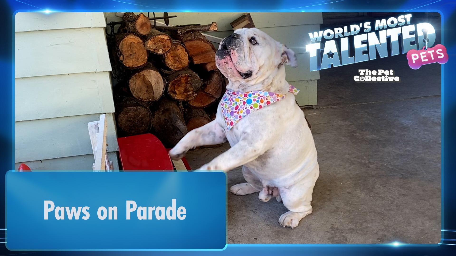 World's Most Talented Pets | Paws on Parade