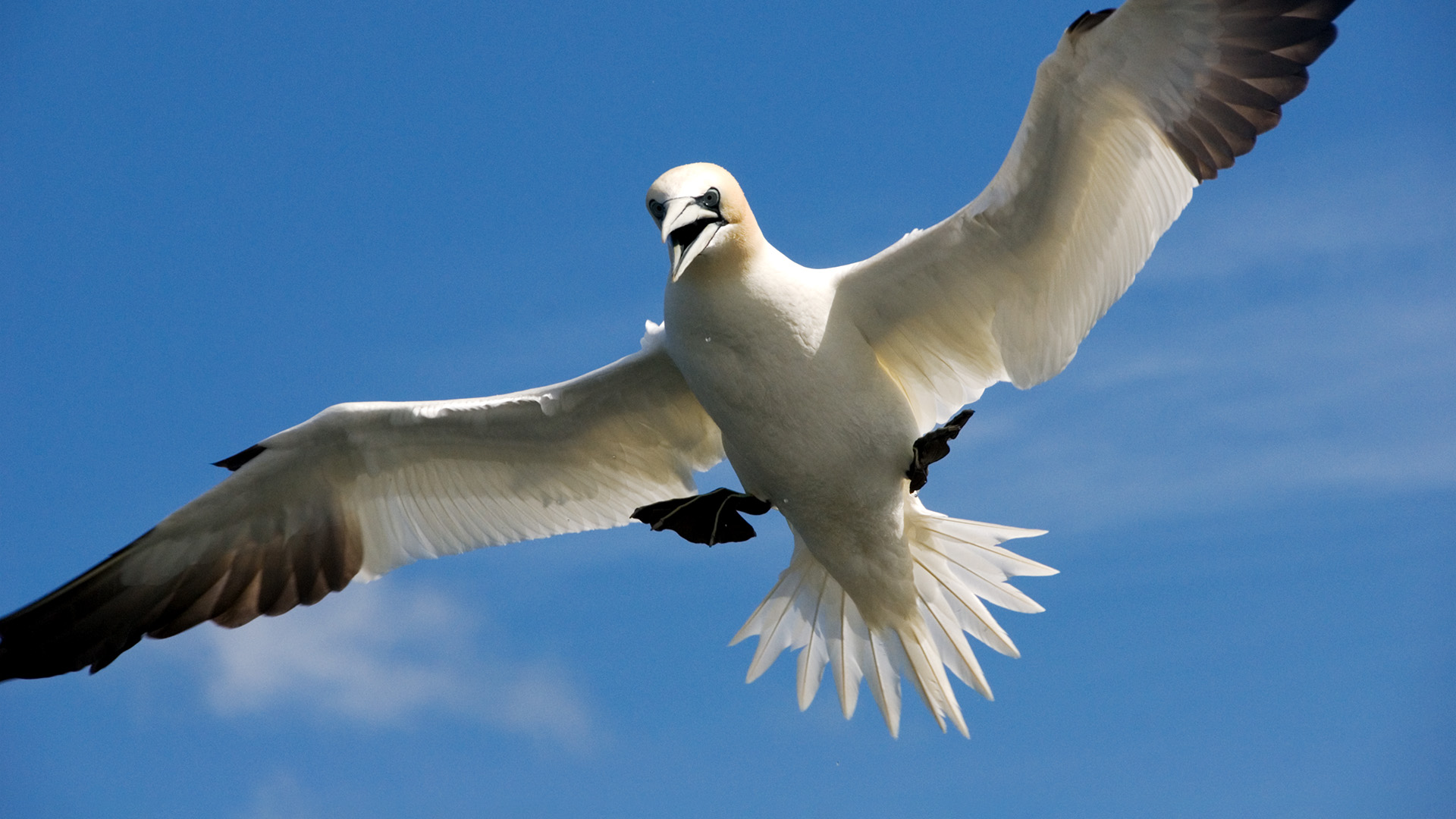 Flügel, Schnabel, Superhirn