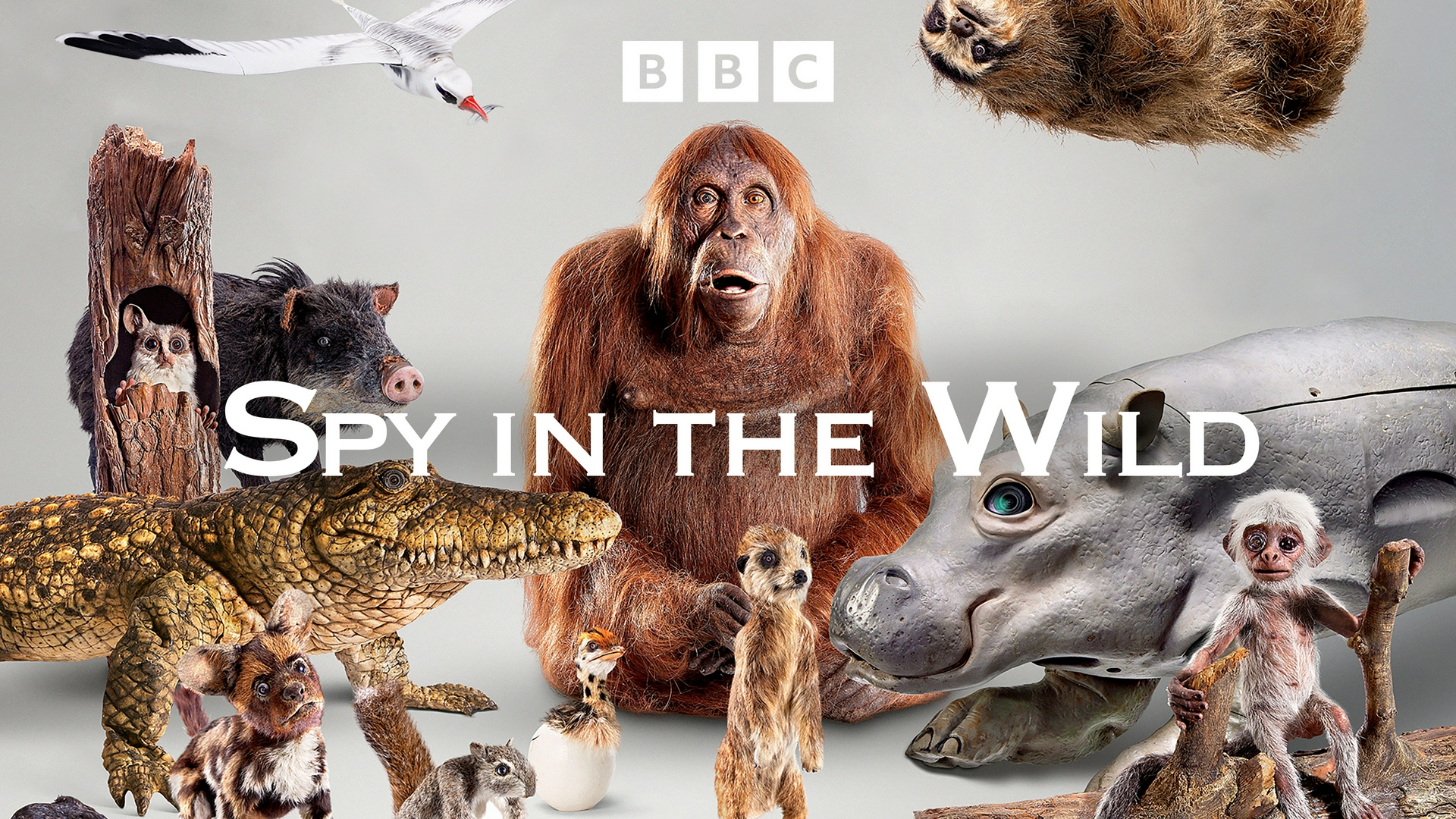 Cameras espions en terre animale Esprits rebelles