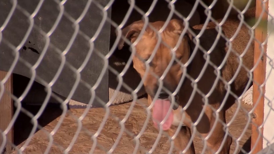 El encantador de perros