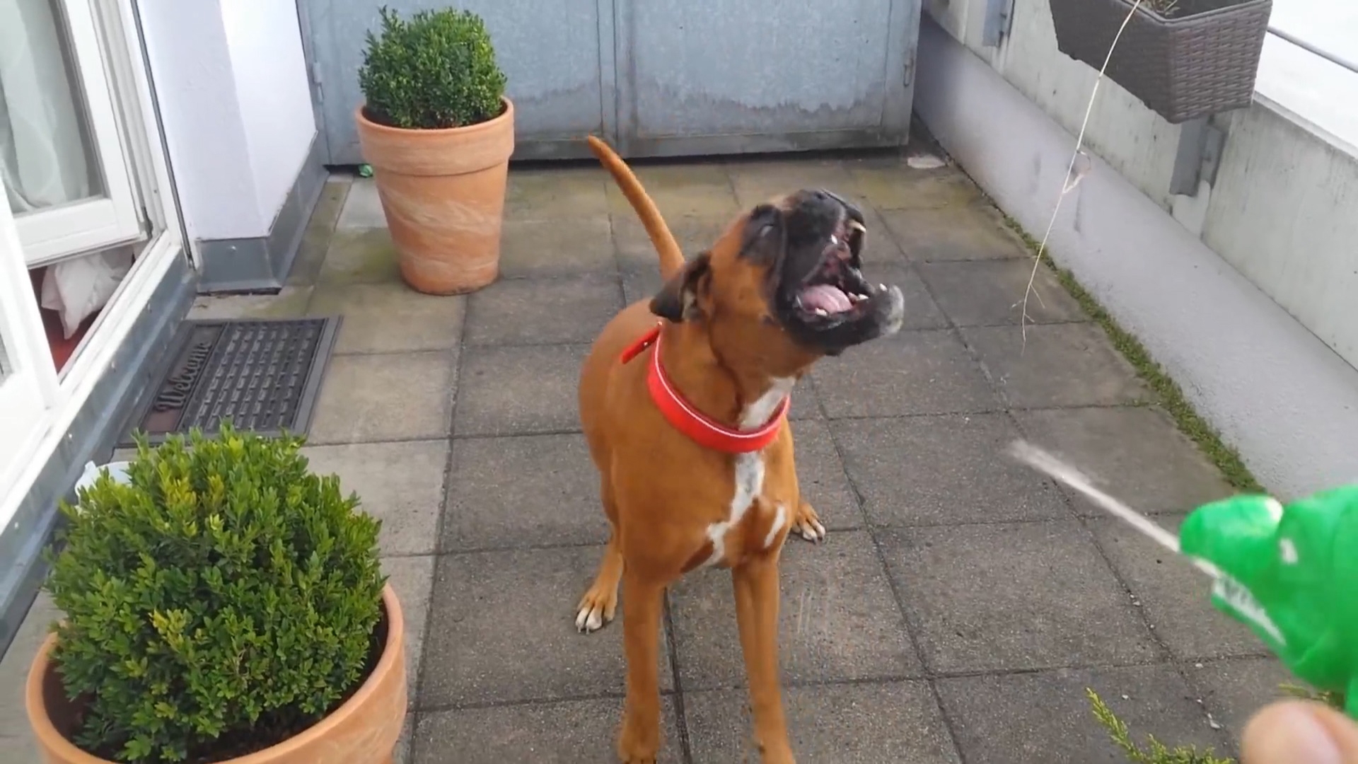 TPC Dog Day of Summer