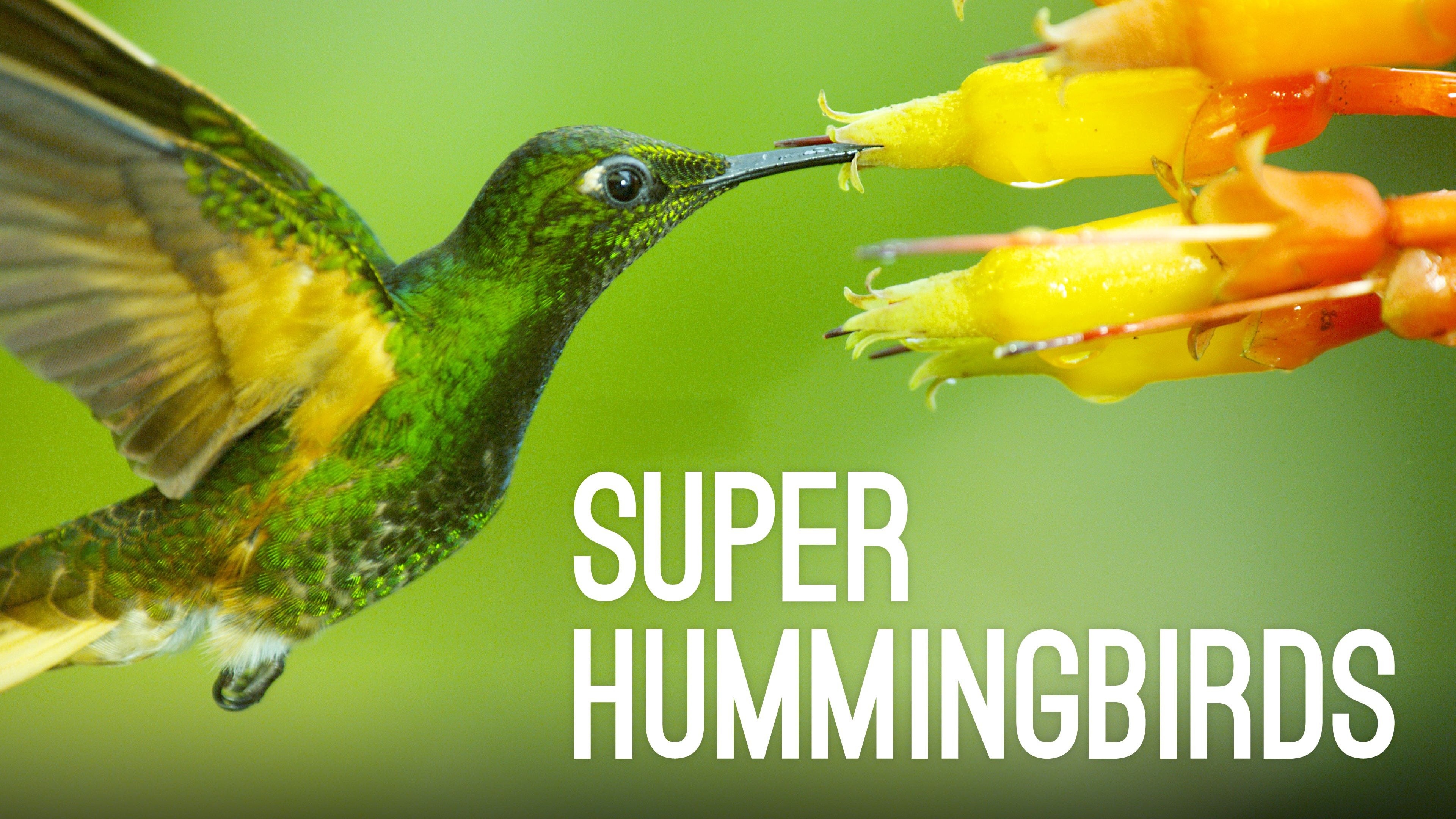 Super Hummingbirds