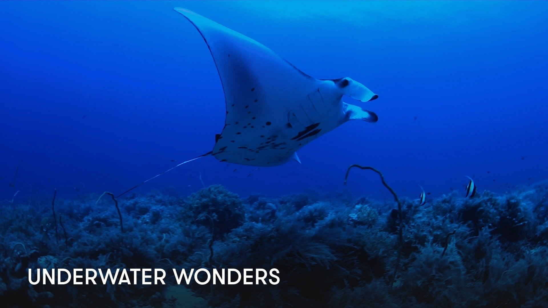 Underwater Wonders