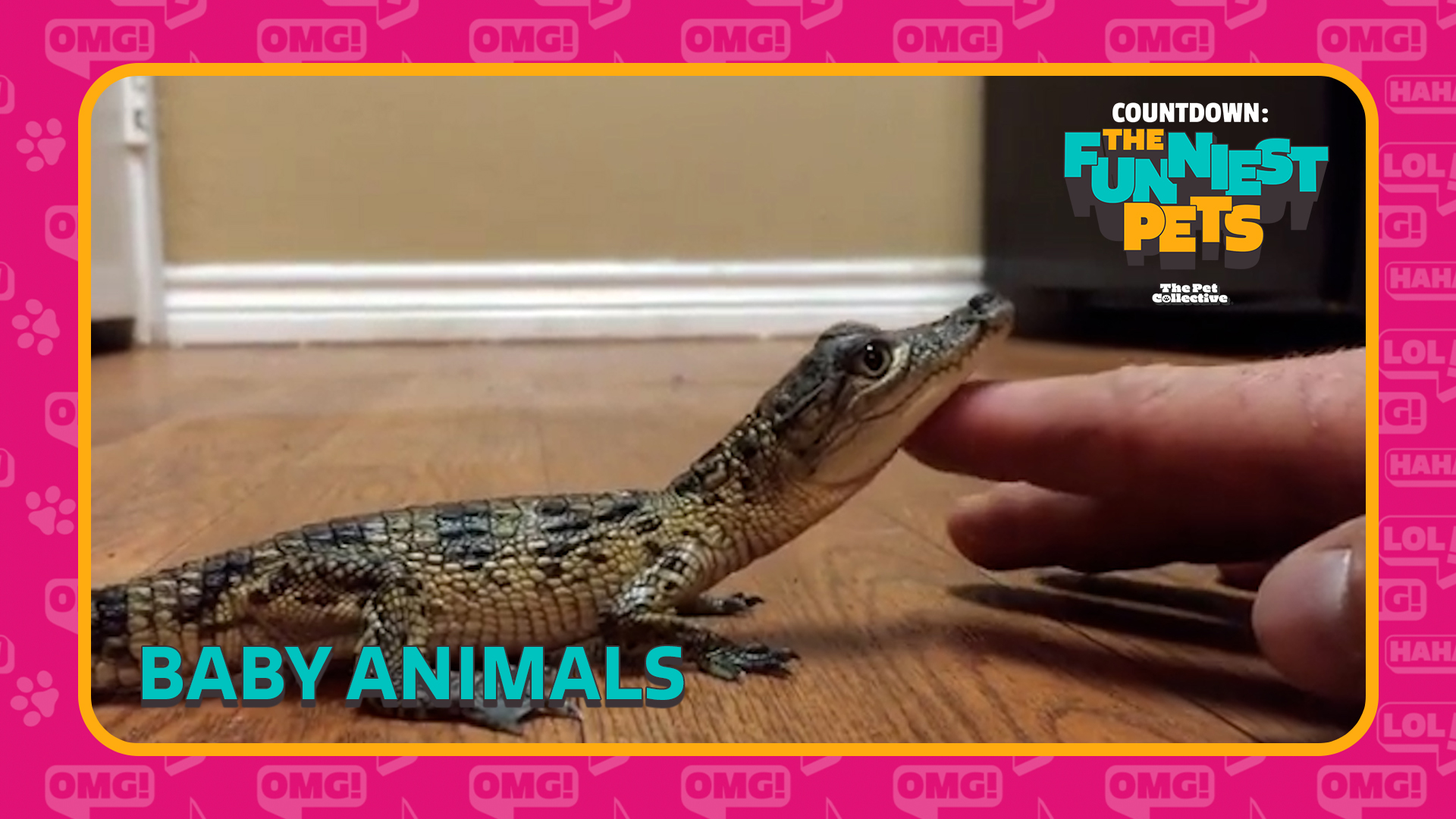 Countdown: The Funniest Pets