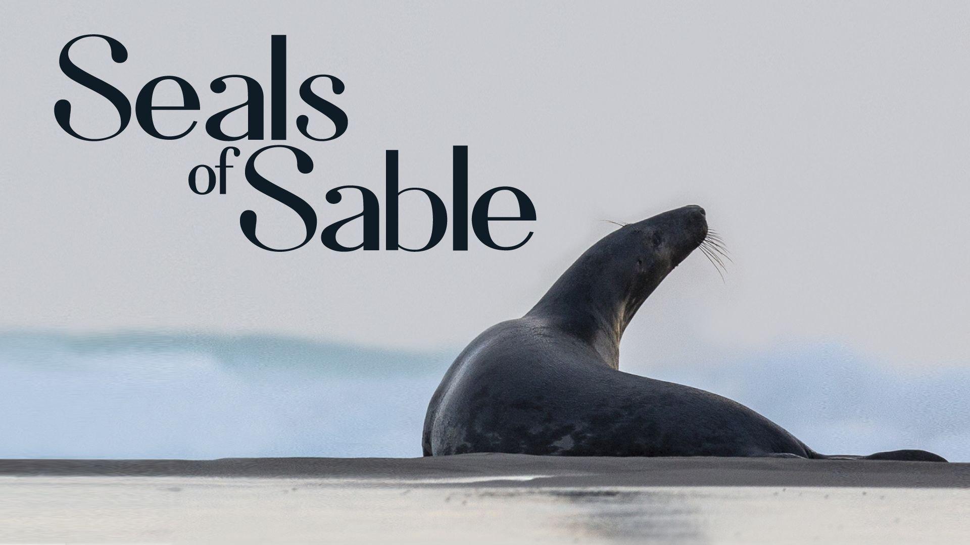 Seals of Sable