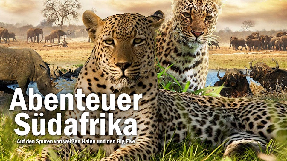 Abenteuer Südafrika: Auf den Spuren von weißen Haien und den Big Five