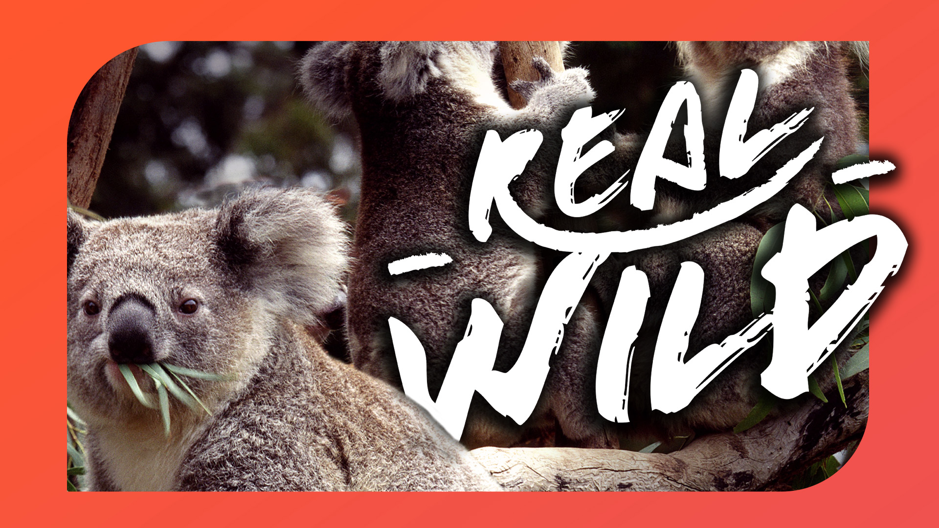 Wild Italy: Top Predators