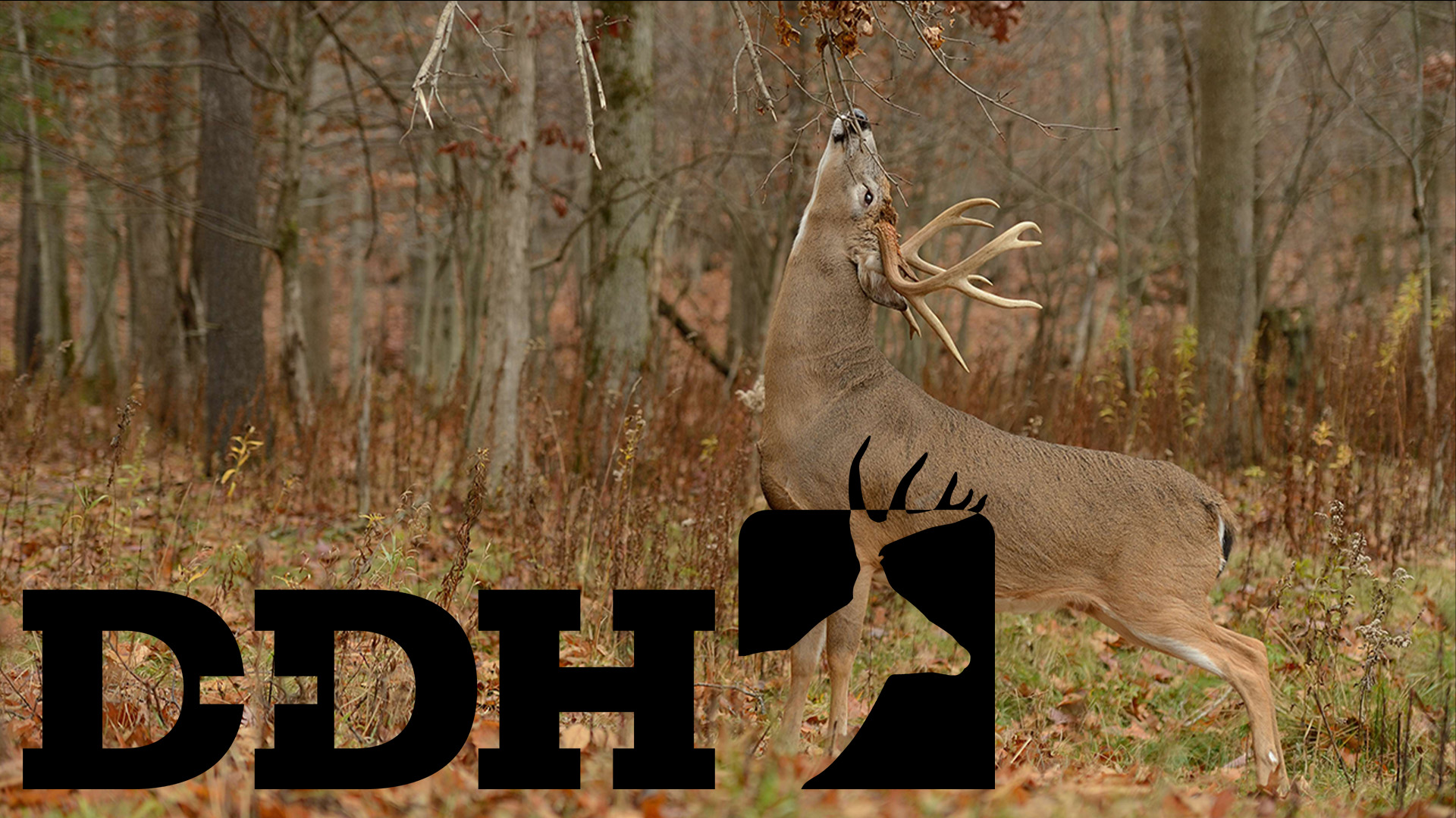 Deer and Deer Hunting