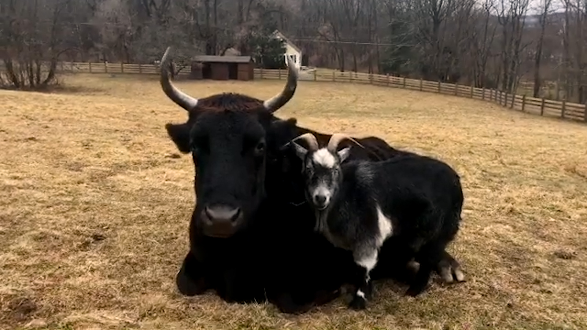 Best Pets of the Month