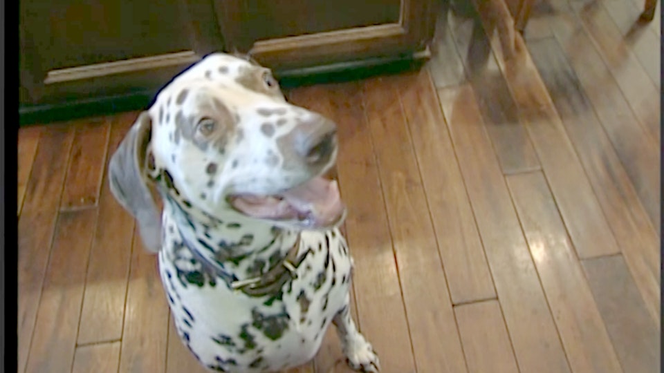 El encantador de perros