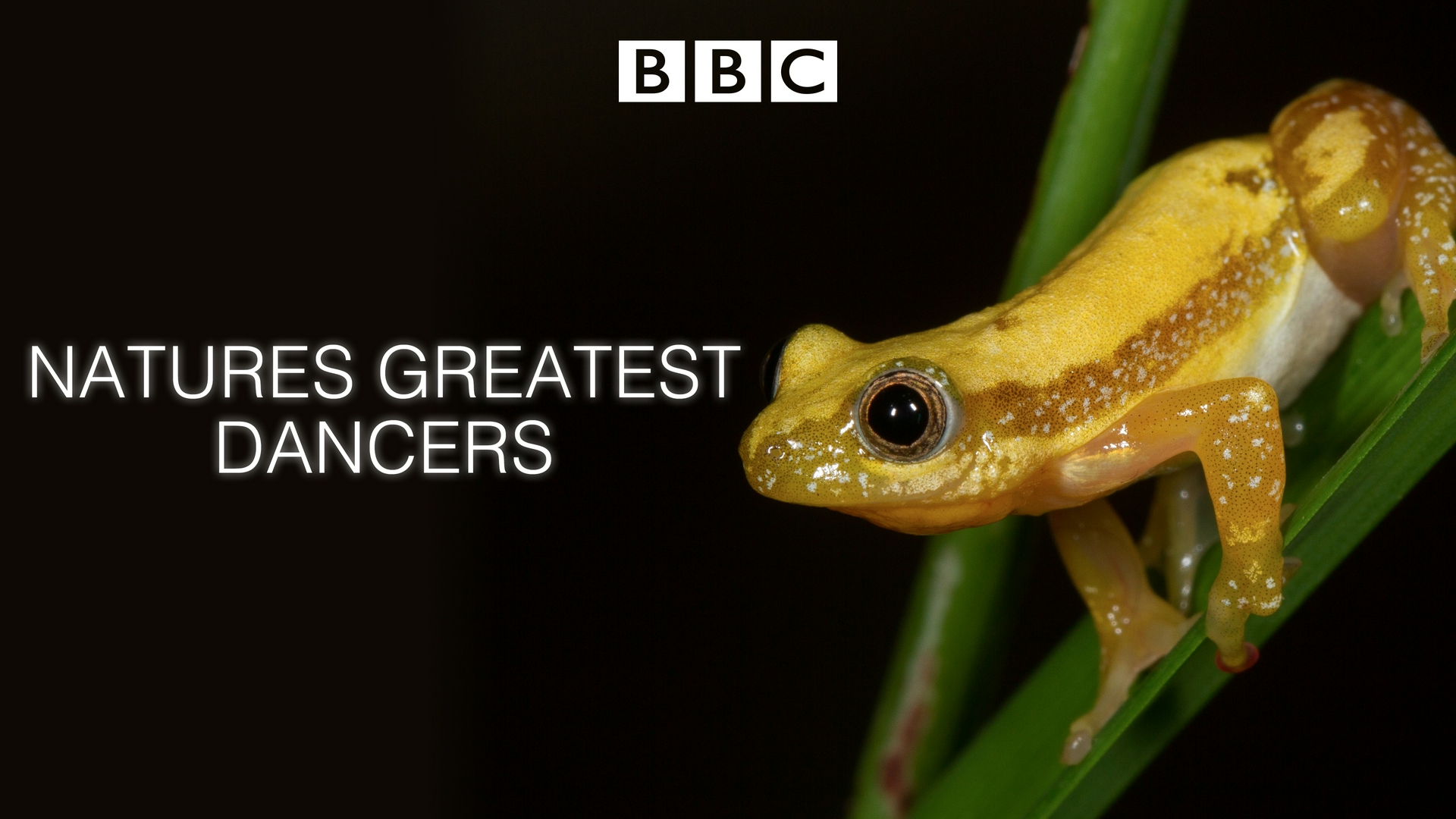Los mejores bailarines de la naturaleza Los mejores bailarines de la naturaleza