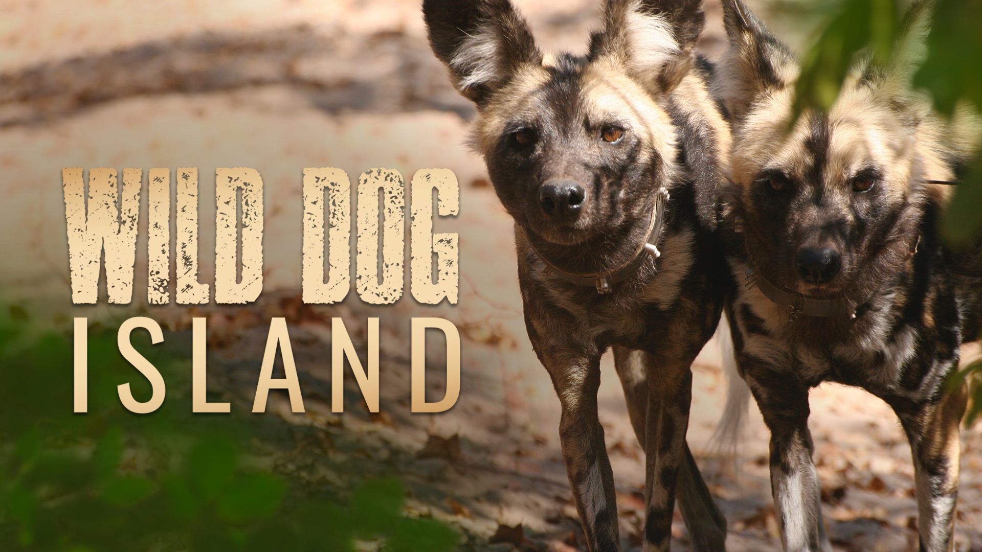 Wild Dog Island