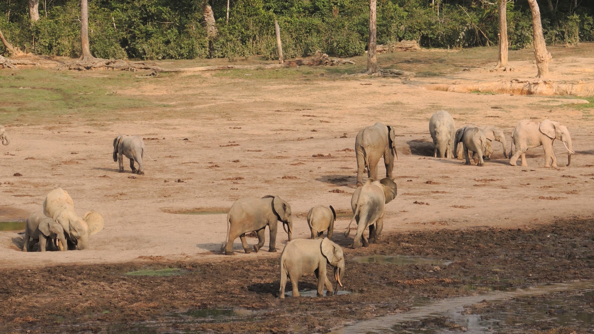 Les Animaux Après l'Eden