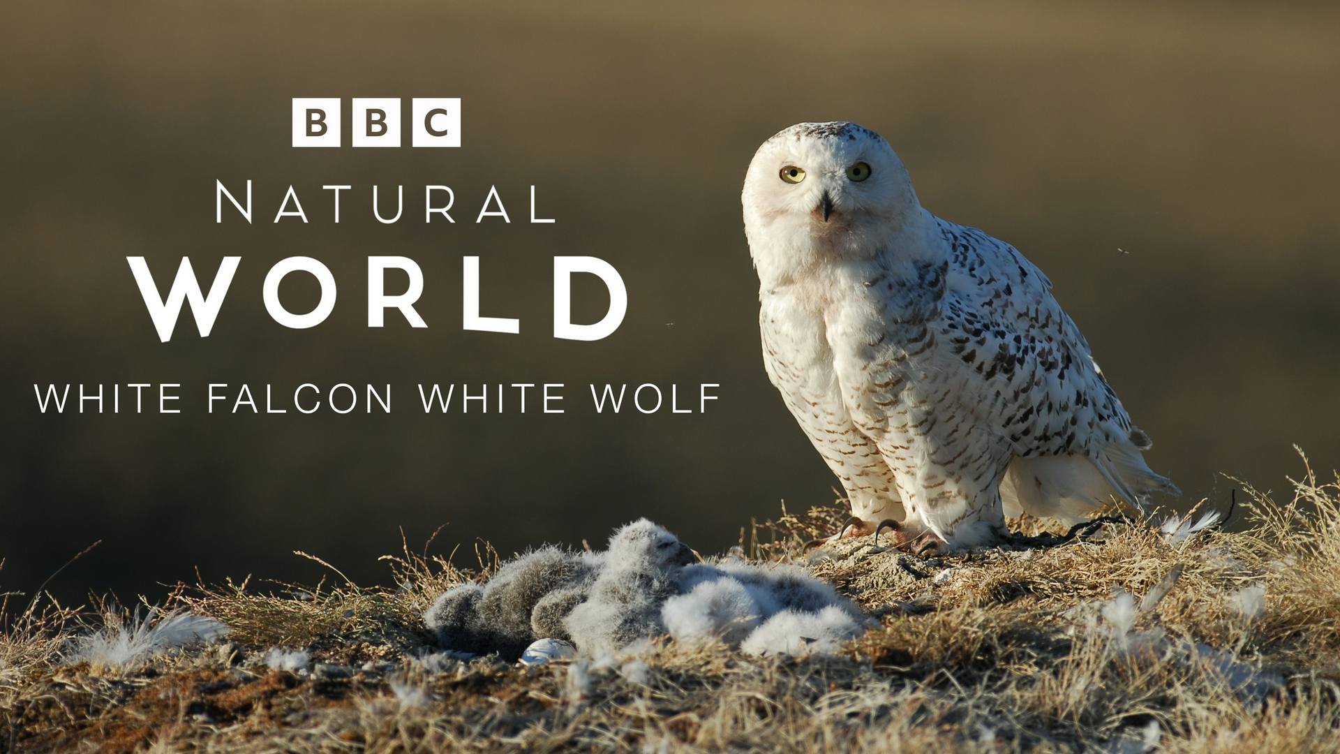 Faucon blanc Loup blanc Sri Lanka : l'île des éléphants