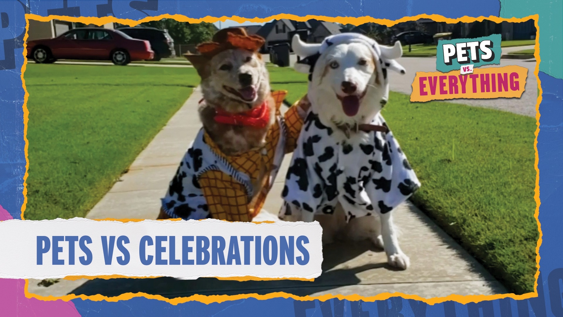 Pets VS. Everything | Pets VS. Celebrations