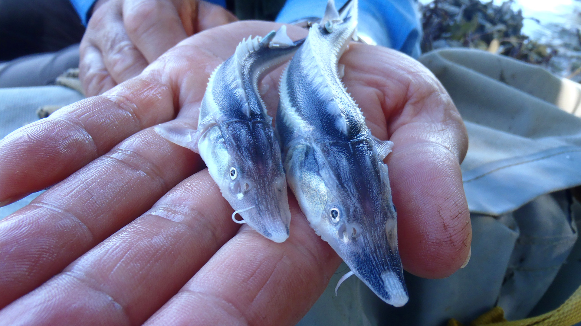 Der Milliarden-Dollar-Fisch