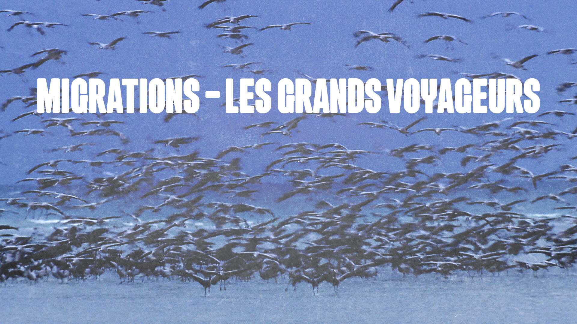 Migrations: Les Grands Voyageurs