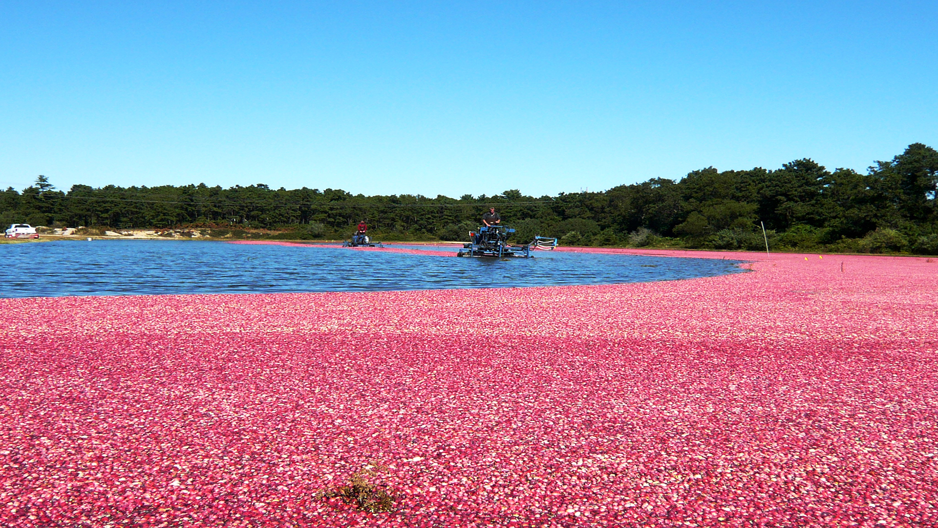 Cranberrysaison auf Cape Cod