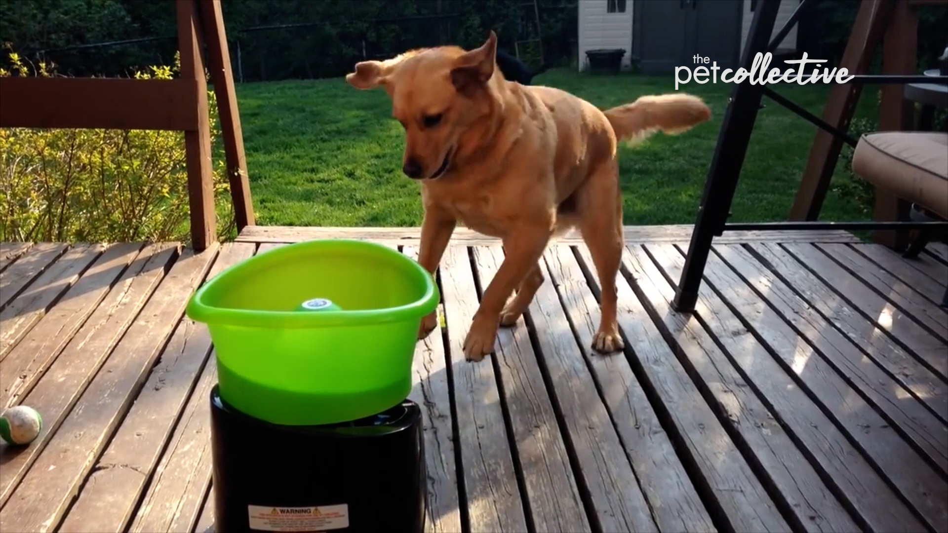 Best Pets of the Month