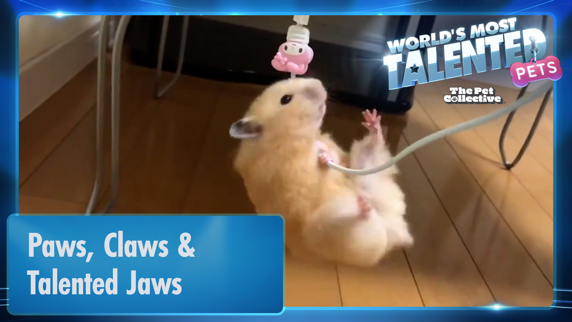 World's Most Talented Pets