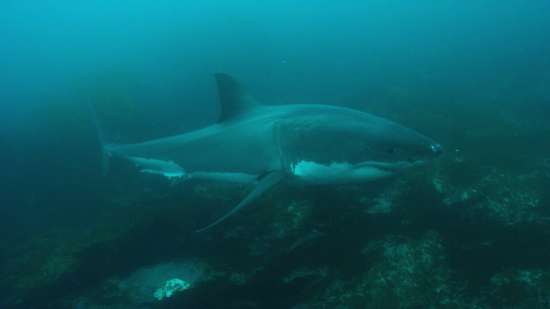 Notre grand jardin bleu