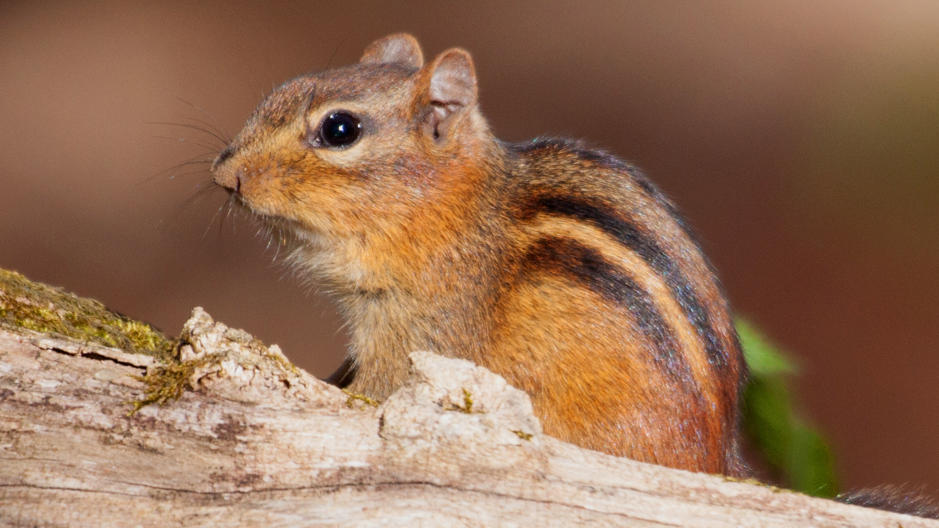 North America's National Parks