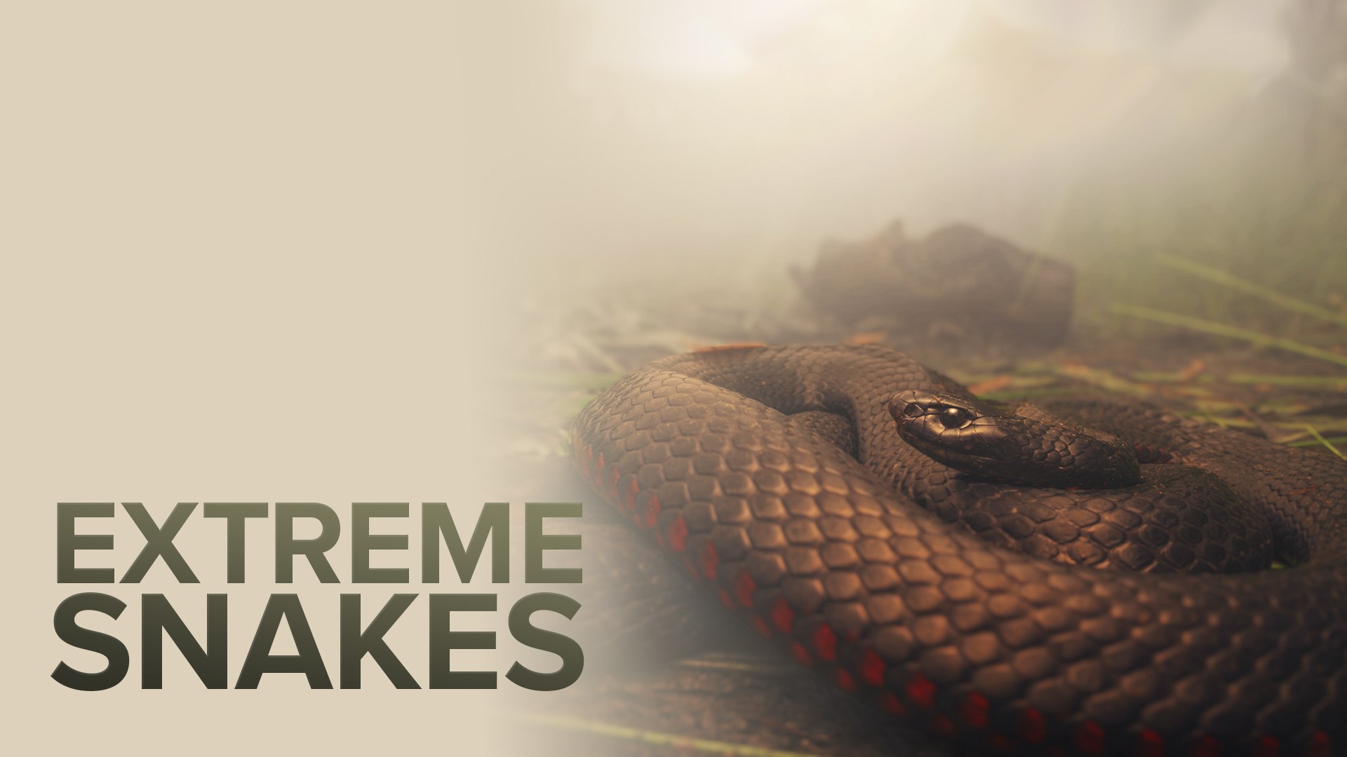 Extreme Snakes