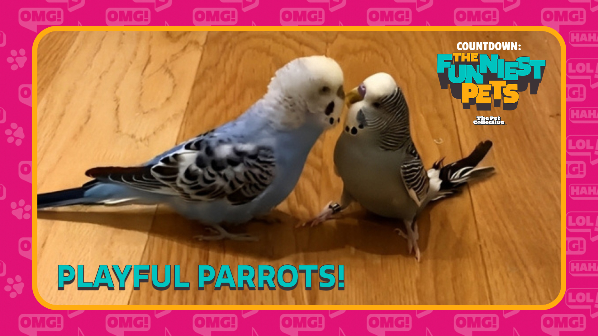 Countdown: The Funniest Pets