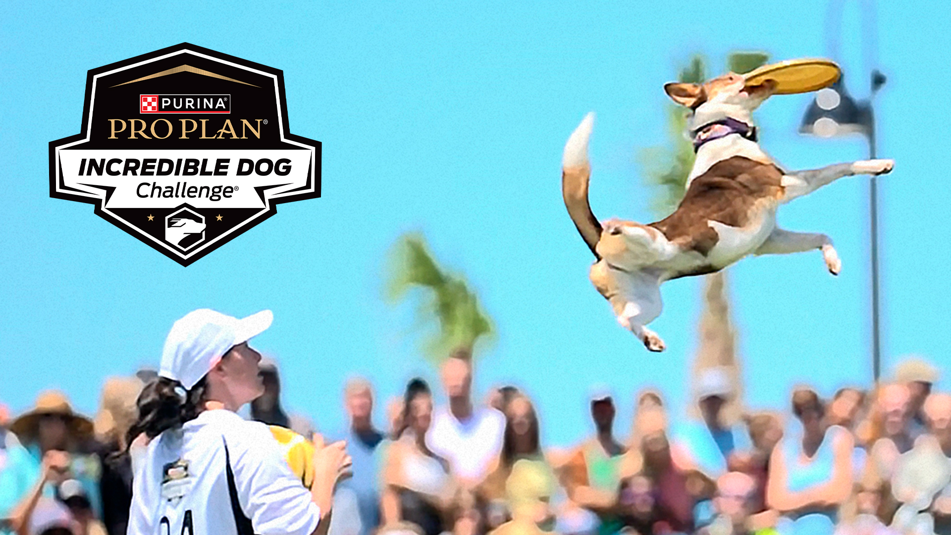 Incredible Dog Challenge