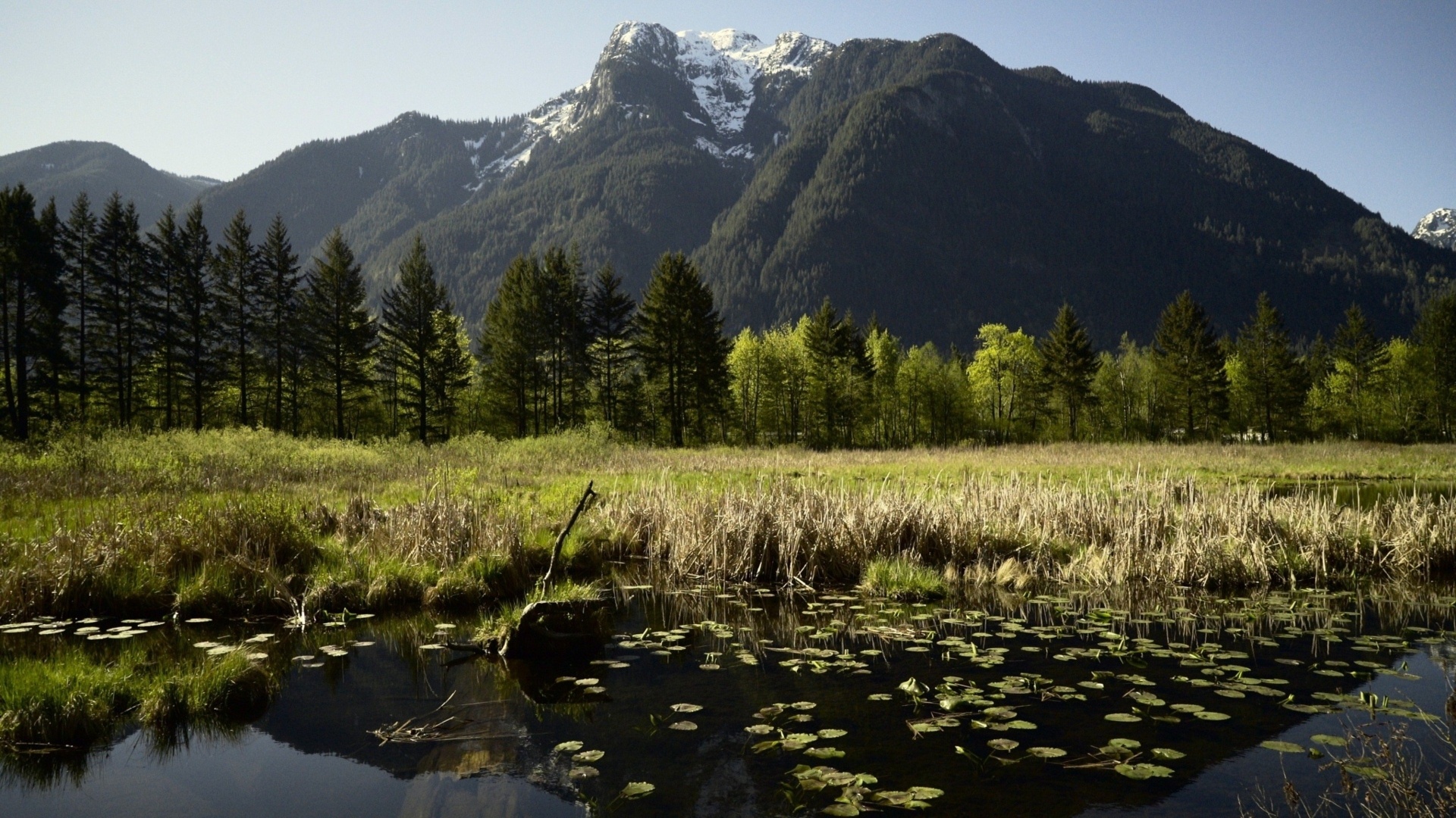 Tranquil Marshes: British-Columbia