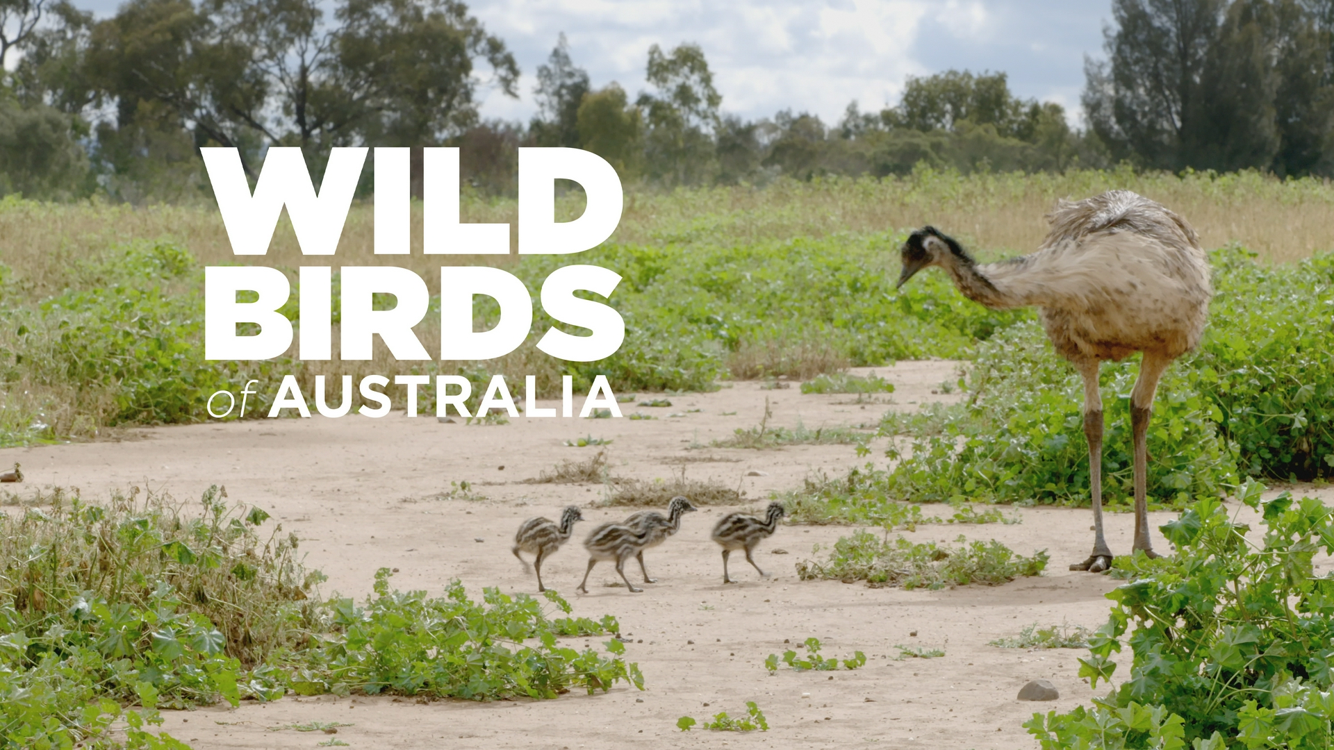 Wild Birds Of Australia