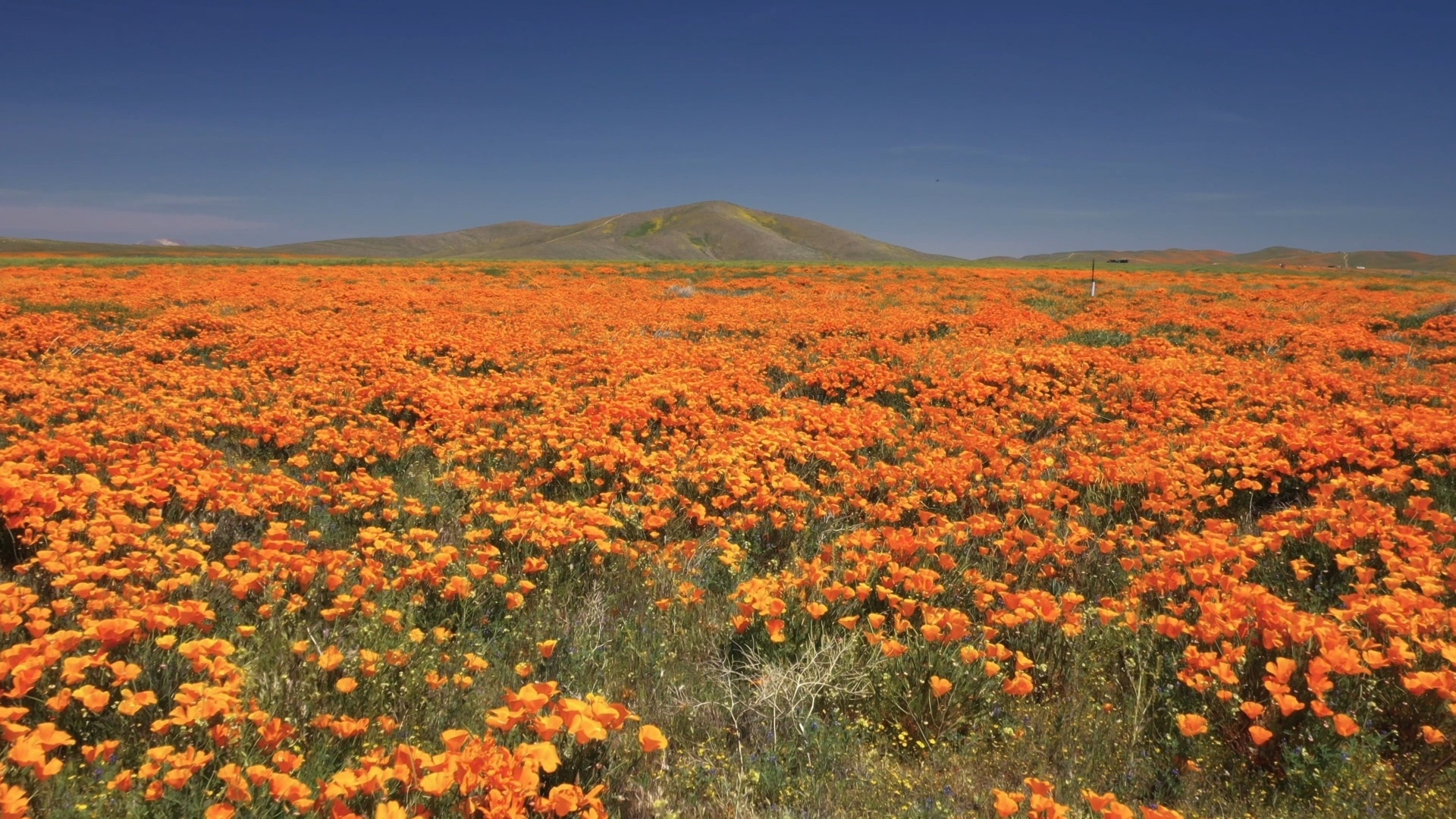 Superbloom Soaring