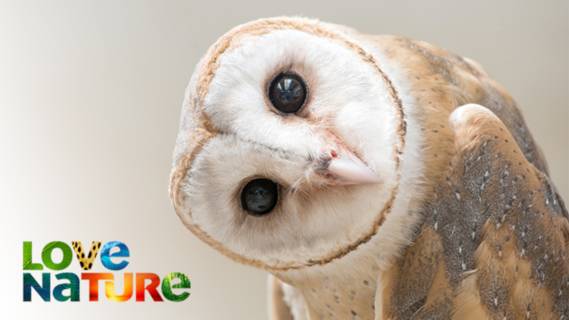 Los insectos más grandes y peligrosos